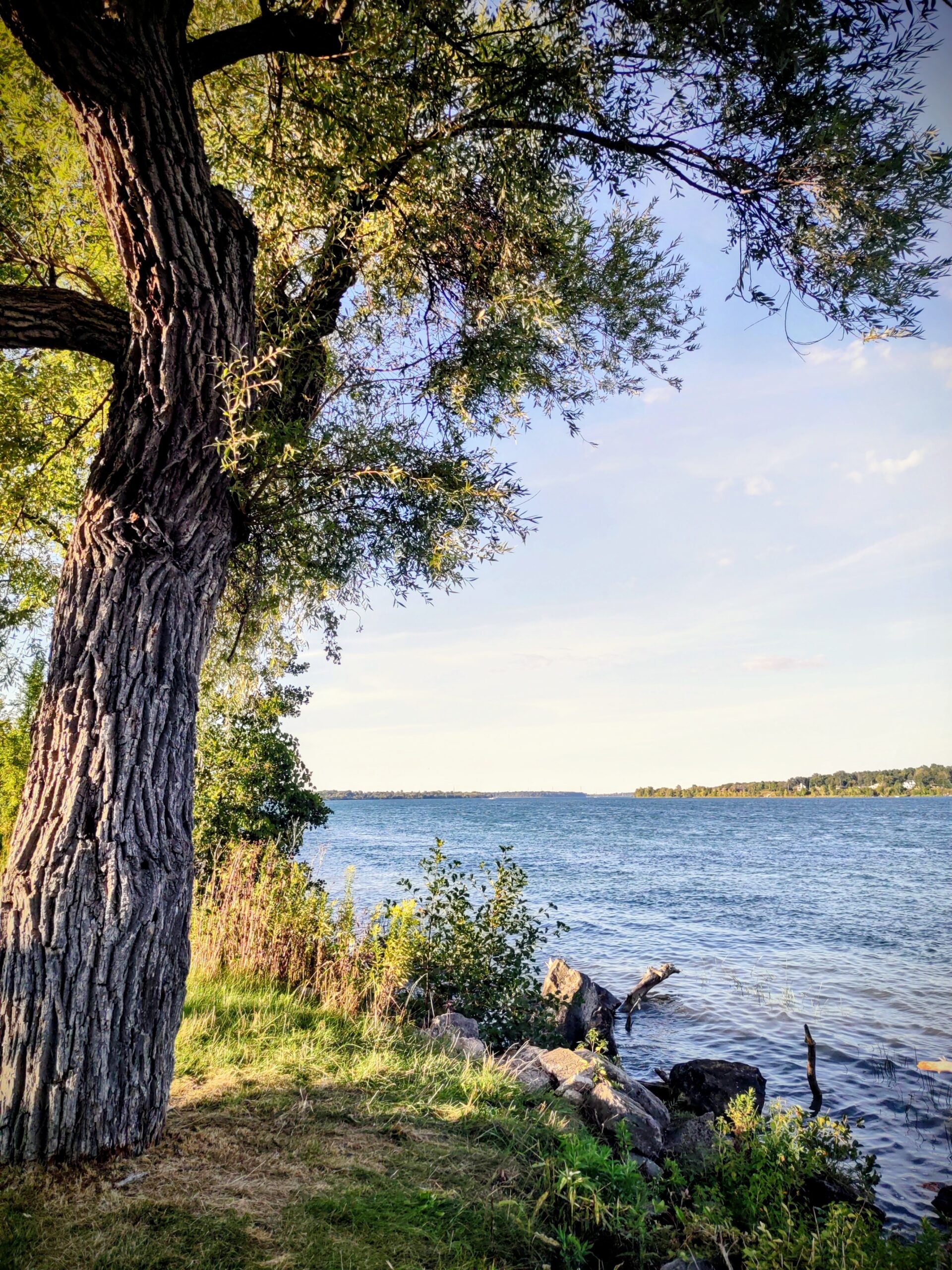 A tree alongside the Niagrara River